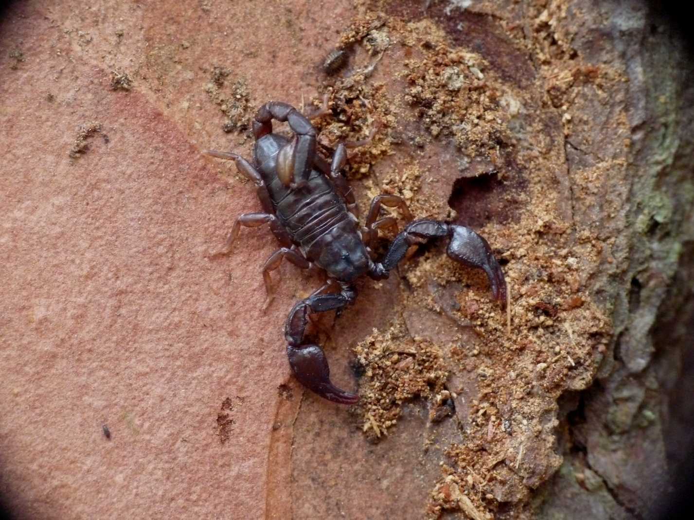 Euscorpius concinnus sotto la corteccia